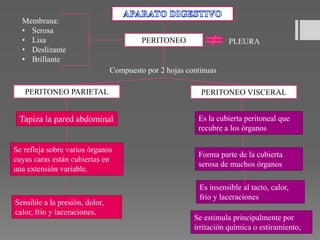 PERITONEO
PERITONEO PARIETAL PERITONEO VISCERAL
Tapiza la pared abdominal
Se refleja sobre varios órganos
cuyas caras están cubiertas en
una extensión variable.
Sensible a la presión, dolor,
calor, frio y laceraciones.
Es la cubierta peritoneal que
recubre a los órganos
Forma parte de la cubierta
serosa de muchos órganos
Es insensible al tacto, calor,
frio y laceraciones
Se estimula principalmente por
irritación química o estiramiento,
Membrana:
• Serosa
• Lisa
• Deslizante
• Brillante
PLEURA
Compuesto por 2 hojas continuas
 