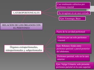 RELACION DE LOS ÒRGANOS CON
EL PERITONEO
LATEROPERITONEALES
Casi totalmente cubiertos por
peritoneo visceral
Se invaginan en un saco cerrado
Ejm: Estomago, Bazo
Órganos extraperitoneales,
retroperitoneales y subperitoneales
Fuera de la cavidad peritoneal
Cubierta por un solo peritoneo
visceral
Ejm: Riñones: Están entre
peritoneo parietal y pared posterior
del abdomen.
Peritoneo parietal, solo en la cara
anterior
Ejm: Vejiga Urinaria: solo presenta
peritoneo parietal en la cara superior
 