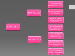 FUNCIONES
PRINCIPALES
Evita el roce entre
estructuras u órganos.
Ofrece una resistencia
a la refección.
Sostén de vísceras
abdominales y su
revestimiento.
SECUNDARIAS
Papel de deposito de
grasa especialmente
Epiplón Mayor.
Gracias a su estructura
permite el libre
movimiento de las
vísceras abdominales.
Ante infecciones exulta
liquido y células proceso
que tiende a localizar la
agresión.
Absorción rápida de
líquidos inyectados
gracias a su estructura
muy extensa.
 
