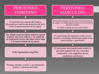 PERITONEO
FEMENINO
El peritoneo por encima del fondo y
desciende por toda la cara posterior del útero
sobre la pared posterior de la vagina.
Se refleja superiormente sobre la pared
anterior del recto inferior y se extiende
un ligamento ancho del útero entre este
y la pared lateral de la pelvis.
Este ligamento engloba:
Trompas uterinas, ovarios y sus ligamentos
propios y redondos del útero.
PERITONEO
MASCULINO
Desciende alrededor de 2cm en la cara posterior de
la vejiga y se refleja superiormente e la cara anterior
del recto inferior:
Se forma el fondo del saco retrovesical.
El equivalente del ligamento ancho en los
varones es el pliegue uretral que separa fosas
paravesicales y parrectales
El peritoneo desciende hasta cubrir la
porción superior de las vesículas
seminales y las ampollas de los
conductos deferentes
 