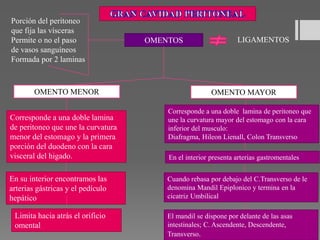 OMENTOS
OMENTO MENOR OMENTO MAYOR
Corresponde a una doble lamina
de peritoneo que une la curvatura
menor del estomago y la primera
porción del duodeno con la cara
visceral del higado.
En su interior encontramos las
arterias gástricas y el pedículo
hepático
Limita hacia atrás el orificio
omental
Corresponde a una doble lamina de peritoneo que
une la curvatura mayor del estomago con la cara
inferior del musculo:
Diafragma, Hileon Lienall, Colon Transverso
En el interior presenta arterias gastromentales
Cuando rebasa por debajo del C.Transverso de le
denomina Mandil Epiplonico y termina en la
cicatriz Umbilical
El mandil se dispone por delante de las asas
intestinales; C. Ascendente, Descendente,
Transverso.
Porción del peritoneo
que fija las vísceras
Permite o no el paso
de vasos sanguíneos
Formada por 2 laminas
LIGAMENTOS
 
