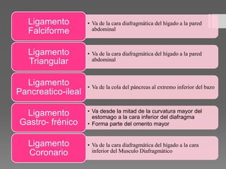 • Va de la cara diafragmática del hígado a la pared
abdominal
Ligamento
Falciforme
• Va de la cara diafragmática del hígado a la pared
abdominal
Ligamento
Triangular
• Va de la cola del páncreas al extremo inferior del bazo
Ligamento
Pancreatico-ileal
• Va desde la mitad de la curvatura mayor del
estomago a la cara inferior del diafragma
• Forma parte del omento mayor
Ligamento
Gastro- frénico
• Va de la cara diafragmática del hígado a la cara
inferior del Musculo Diafragmático
Ligamento
Coronario
 