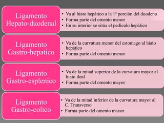 • Va al hiato hepático a la 1ª porción del duodeno
• Forma parte del omento menor
• En su interior se sitúa el pedículo hepático
Ligamento
Hepato-duodenal
• Va de la curvatura menor del estomago al hiato
hepático
• Forma parte del omento menor
Ligamento
Gastro-hepatico
• Va de la mitad superior de la curvatura mayor al
hiato ileal
• Forma parte del omento mayor
Ligamento
Gastro-esplenico
• Va de la mitad inferior de la curvatura mayor al
C. Transverso
• Forma parte del omento mayor
Ligamento
Gastro-colico
 
