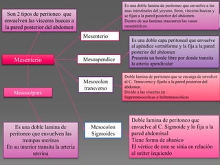 Mesenterio
Son 2 tipos de peritoneo que
envuelven las vísceras huecas a
la pared posterior del abdomen
Mesosolpinx
Es una doble lamina de
peritoneo que envuelven las
trompas uterinas
En su interior transita la arteria
uterina
Mesenterio
Es una doble lamina de peritoneo que envuelve a las
asas intestinales del yeyuno, íleon, vísceras huecas y
se fijan a la pared posterior del abdomen.
Dentro de sus laminas trascurren los vasos
mesentéricos
Mesoapendice
Es una doble capa peritoneal que envuelve
al apéndice vermiforme y la fija a la pared
posterior del abdomen
Presenta un borde libre por donde transita
la arteria apendicular
Mesocolon
transverso
Doble lamina de peritoneo que se encarga de envolver
al C. Transverso y fijarlo a la pared posterior del
abdomen.
Divide a las vísceras en :
Supramesocolicas e Inframesocolicas
Mesocolon
Sigmoides
Doble lamina de peritoneo que
envuelve al C. Sigmoide y lo fija a la
pared abdominal
Tiene forma de abanico
El vértice de este se sitúa en relación
al uréter izquierdo
 