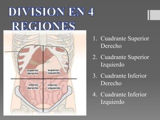 1. Cuadrante Superior
Derecho
2. Cuadrante Superior
Izquierdo
3. Cuadrante Inferior
Derecho
4. Cuadrante Inferior
Izquierdo
 