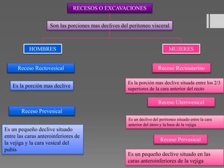 RECESOS O EXCAVACIONES
Son las porciones mas declives del peritoneo visceral
HOMBRES MUJERES
Receso Rectovesical
Es la porción mas declive
Receso Prevesical
Es un pequeño declive situado
entre las caras anteroinferiores de
la vejiga y la cara vesical del
pubis
Receso Rectouterino
Es la porción mas declive situada entre los 2/3
superiores de la cara anterior del recto
Receso Uterovesical
Es un declive del peritoneo situado entre la cara
anterior del útero y la base de la vejiga
Receso Prevesical
Es un pequeño declive situado en las
caras anteroinferiores de la vejiga
 