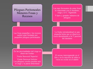 Pliegues Peritoneales
Menores Fosas y
Recesos
Las fosas pequeñas y los recesos
suelen estar formado por
pequeños pliegues peritoneales
En las proximidades del ciego se
observan fositas:
Fosita Ileocecal Superior
Fosita Ileocecal Inferior
Los pliegues cecales pueden unir
el ciego y la pared abdominal
El receso intersigmoide en el
feto y en la mayoría de niños a
veces no existe en el adulto
La fosita retroduodenal es una
pequeña bolsa que se observa a
veces dorsalmente a la 3ª porcion
del duodeno
Las mas frecuentes de estas fosas
se relacionan con el duodeno,
ciego y el C. Sigmoide.
9 tipos y grandes números de
pliegues
 