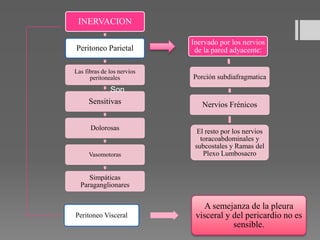 INERVACION
Peritoneo Parietal
Las fibras de los nervios
peritoneales
Sensitivas
Dolorosas
Vasomotoras
Simpáticas
Paraganglionares
Inervado por los nervios
de la pared adyacente:
Porción subdiafragmatica
Nervios Frénicos
El resto por los nervios
toracoabdominales y
subcostales y Ramas del
Plexo Lumbosacro
Peritoneo Visceral
A semejanza de la pleura
visceral y del pericardio no es
sensible.
Son
 