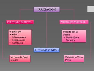 IRRIGACION
PERITONEO PARIETAL PERITONEO VISCERAL
Irrigado por
arterias:
 Intercostales
 Epigástricas
 Lumbares
Irrigado por la
arteria:
 Mesentérica
Superior
Va hacia la Cava
Inferior
Va hacia la Vena
Porta
RETORNO VENOSO
 