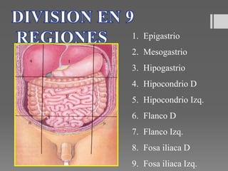 1. Epigastrio
2. Mesogastrio
3. Hipogastrio
4. Hipocondrio D
5. Hipocondrio Izq.
6. Flanco D
7. Flanco Izq.
8. Fosa iliaca D
9. Fosa iliaca Izq.
 