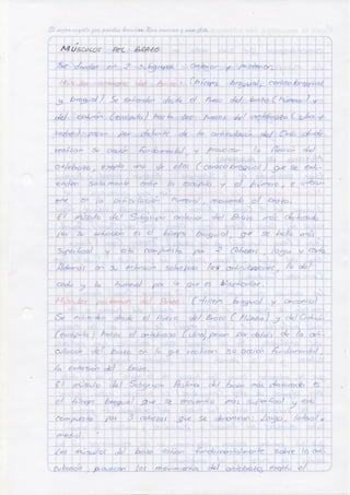 Deber anatomia músculos