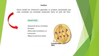Anafase.
Inicia cuando los cinetocoros apareados se se-paran, permitiendo que
cada cromátida sea arrastrada lentamente hacia un polo del huso.
 