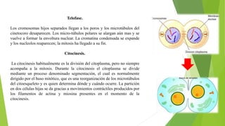 Telofase.
Los cromosomas hijos separados llegan a los poros y los microtúbulos del
cinetocoro desaparecen. Los micro-túbulos polares se alargan aún mas y se
vuelve a formar la envoltura nuclear. La cromatina condensada se expande
y los nucleolos reaparecen; la mitosis ha llegado a su fin.
Citocinesis.
La citocinesis habitualmente es la división del citoplasma, pero no siempre
acompaña a la mitosis. Durante la citocinesis el citoplasma se divide
mediante un proceso denominado segmentación, el cual es normalmente
dirigido por el huso mitótico, que es una reorganización de los microtúbulos
del citoesqueleto y es quien determina dónde y cuándo ocurre. La partición
en dos células hijas se da gracias a movimientos contráctiles producidos por
los filamentos de actina y miosina presentes en el momento de la
citocinesis.
 