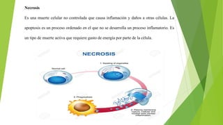 Necrosis
Es una muerte celular no controlada que causa inflamación y daños a otras células. La
apoptosis es un proceso ordenado en el que no se desarrolla un proceso inflamatorio. Es
un tipo de muerte activa que requiere gasto de energía por parte de la célula.
 
