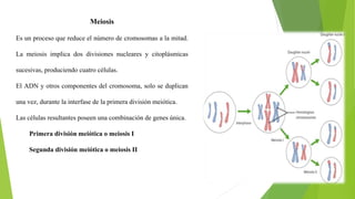 Meiosis
Es un proceso que reduce el número de cromosomas a la mitad.
La meiosis implica dos divisiones nucleares y citoplásmicas
sucesivas, produciendo cuatro células.
El ADN y otros componentes del cromosoma, solo se duplican
una vez, durante la interfase de la primera división meiótica.
Las células resultantes poseen una combinación de genes única.
Primera división meiótica o meiosis I
Segunda división meiótica o meiosis II
 