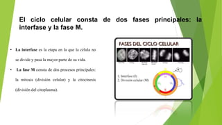 El ciclo celular consta de dos fases principales: la
interfase y la fase M.
• La interfase es la etapa en la que la célula no
se divide y pasa la mayor parte de su vida.
• La fase M consta de dos procesos principales:
la mitosis (división celular) y la citocinesis
(división del citoplasma).
 