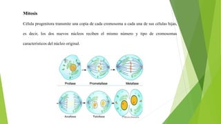 Mitosis
Célula progenitora transmite una copia de cada cromosoma a cada una de sus células hijas,
es decir, los dos nuevos núcleos reciben el mismo número y tipo de cromosomas
característicos del núcleo original.
 