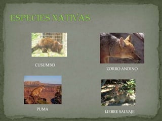 CUSUMBO
          ZORRO ANDINO




PUMA
          LIEBRE SALVAJE
 