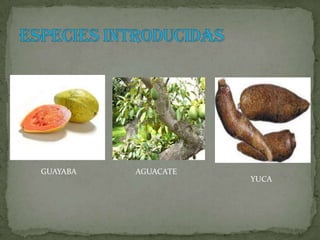 GUAYABA   AGUACATE
                     YUCA
 