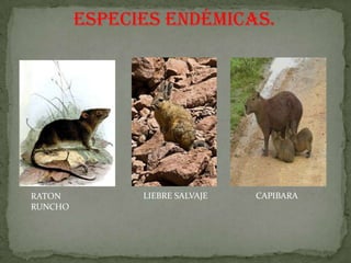 ESPECIES ENDÉMICAS.




RATON          LIEBRE SALVAJE   CAPIBARA
RUNCHO
 