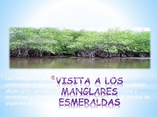 *VISITA A LOS
MANGLARES
ESMERALDAS
Los manglares desempeñan una función clave en la
protección de las costas contra la erosión eólica y por oleaje;
alojan gran cantidad de organismos acuáticos, anfibios y
terrestres, y son hábitat de los estados juveniles de cientos de
especies de peces, moluscos y crustáceos.
 