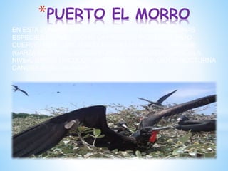 *PUERTO EL MORRO
EN ESTA ZONA SE ENCUENTRAN IDENTIFICADAS ALGUNAS
ESPECIES DE AVES, COMO LA FRAGATA, PIQUEROS, PATO
CUERVO, PELICANO, GARZA DE CUELLO BLANCO, CHUQUE
(GARZA ESTRIADA), GARZA BLANCA, GARZA AZUL, GARCILLA
NIVEA, GARZA TRICOLOR, GARZA NOCTURNA, GARZA NOCTURNA
CANGREJERA – GUAQUE
 