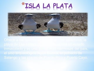*ISLA LA PLATA
Ofrece a los turistas un sinnúmero de atractivos: la
playa de Los Frailes, que se encuentra en estado
inmaculado y es una de las más hermosas del país,
el sitio arqueológico Agua Blanca, el poblado de
Salango y las playas de Puerto Rico y Puerto Cayo.
 