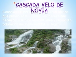 *CASCADA VELO DE
NOVIA
Conocida así por su caída y su color blanco
que presentan sus aguas, las mismas que
nacen de lo alto de las cordilleras y presentan
coloración de origen vegetal del lugar.
 