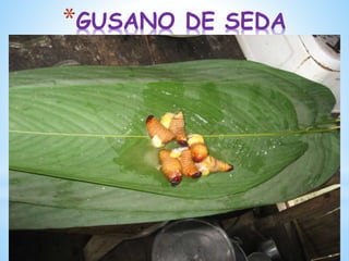 *GUSANO DE SEDA
 