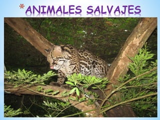 *ANIMALES SALVAJES
 