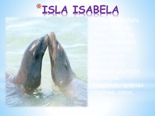 *ISLA ISABELA
En la Isla Isabela
existe 60% de
flora y fauna de
todo Galápagos.
Aquí se puede
encontrar 5
especies de
tortugas gigantes,
flamingos,
pingüinos, iguanas
marinas, lobos.
 