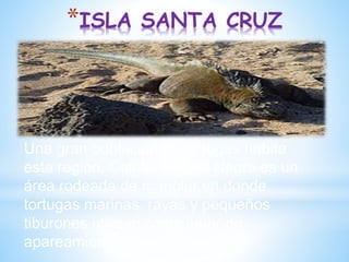 *ISLA SANTA CRUZ
Una gran población de tortugas habita
esta región. Caleta Tortuga Negra es un
área rodeada de manglar en donde
tortugas marinas, rayas y pequeños
tiburones utilizan como lugar de
apareamiento
 