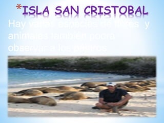 *ISLA SAN CRISTOBAL
Hay varias especies de flores y
animales también podrá
observar a los pájaros.
 