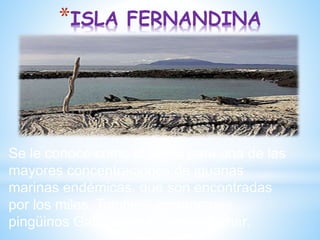 *ISLA FERNANDINA
Se le conoce como el punto para una de las
mayores concentraciones de iguanas
marinas endémicas, que son encontradas
por los miles. También, cormoranes,
pingüinos Galápagos y leones de mar.
 