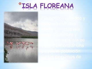 *ISLA FLOREANA
Flamencos rosados y
tortugas marinas
anidan en esta isla
entre diciembre y
mayo, en esta isla se
puede encontrar una
pequeña población
de los pingüinos de
Galápagos
 
