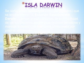 *ISLA DARWIN
Se conocen los galápagos (tortugas gigantes) que
se encuentran en la Estación Experimental
Darwin. Además la naturalízanos da la posibilidad
de ver los piqueros azules y las iguanas terrestres y
marinas alrededor de una costa conformada por
piedras volcánicas.
 