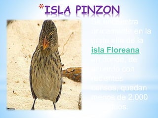 *ISLA PINZON
Se encuentra
únicamente en la
parte alta de la
isla Floreana,
en donde, de
acuerdo con
recientes
censos, quedan
menos de 2.000
individuos.
 