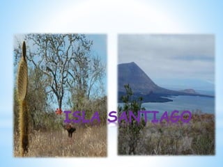 *ISLA SANTIAGO
 