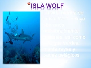 *ISLA WOLF
La vida marina de
la Isla Wolf incluye
tiburones,
ocasionalmente
ballenas, así como
tortugas verdes,
manta rayas y
peces pelágicos
entre otros.
 