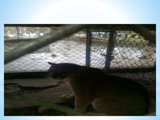 *ZOOLOGICO
PANTANAL
GUAYAQUIL
 