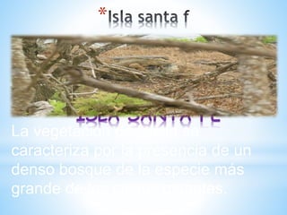 *
ISLA SANTA FE
La vegetación de la isla se
caracteriza por la presencia de un
denso bosque de la especie más
grande de los cactus gigantes.
 
