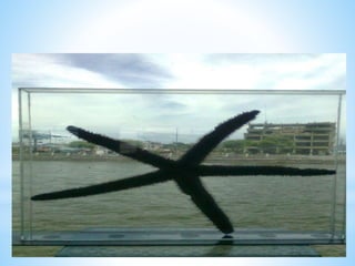 *MUSEO DEL PUERTO
BOLIVAR
MACHALA
 