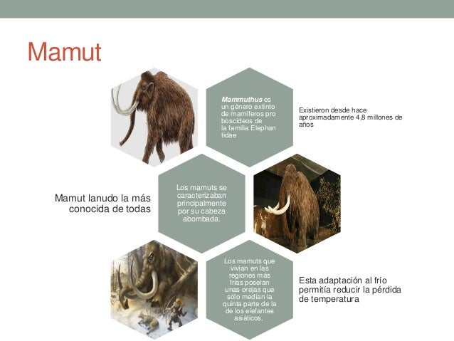 Animales Primitivos