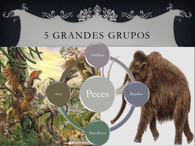 Animales Primitivos