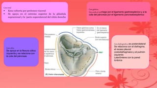 Cara renal
 Esta cubierta por peritoneo visceral
 Se apoya en el extremo superior de la glándula
suprarrenal y la ´parte superolateral del riñón derecho
Cara gástrica
Esta unida al estómago por el ligamento gastroesplenico y a la
cola del páncreas por el ligamento pancreatoesplenico
Cara cólica
Se apoya en la flexura cólica
izquierda y se relaciona con
la cola del páncreas
Cara diafragmática, es posterolateral
Se relaciona con el diafragma,
el receso pleural
costodiafragmaico y el pulmón
izquierdo
Later0mlene con la pared
torácica
 