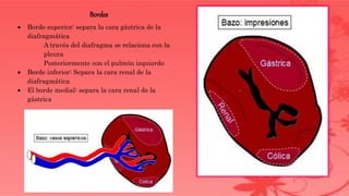 Bordes
 Borde superior: separa la cara gástrica de la
diafragmática
A través del diafragma se relaciona con la
pleura
Posteriormente con el pulmón izquierdo
 Borde inferior: Separa la cara renal de la
diafragmática
 El borde medial: separa la cara renal de la
gástrica
 