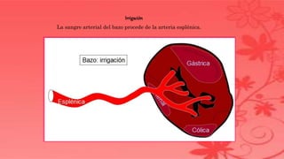 Irrigación
La sangre arterial del bazo procede de la arteria esplénica.
 