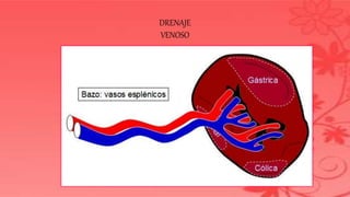 DRENAJE
VENOSO
 