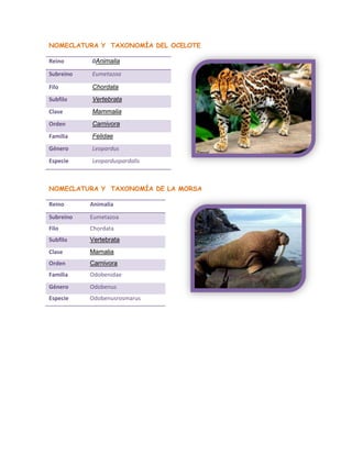 NOMECLATURA Y TAXONOMÍA DEL OCELOTE
Reino 0Animalia
Subreino Eumetazoa
Filo Chordata
Subfilo Vertebrata
Clase Mammalia
Orden Carnivora
Familia Felidae
Género Leopardus
Especie Leoparduspardalis
NOMECLATURA Y TAXONOMÍA DE LA MORSA
Reino Animalia
Subreino Eumetazoa
Filo Chordata
Subfilo Vertebrata
Clase Mamalia
Orden Carnivora
Familia Odobenidae
Género Odobenus
Especie Odobenusrosmarus
 