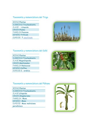 Taxonomía y nomenclatura del Trigo
REINO:Plantae
SUBREINO:Tracheobionta
CLASE: : Liliopsida
ORDEN:Poales
FAMILIA:Poaceae
GENERO:Triticum
ESPECIE: T.aestivum
Taxonomía y nomenclatura del Café
REINO:Plantae
SUBREINO:Tracheobionta
CLASE:Magnoliopsida
ORDEN:Gentianales
FAMILIA:Rubiaceae
GENERO:Coffea
ESPECIE:C. arabica
Taxonomía y nomenclatura del Plátano
REINO:Plantae
SUBREINO:Tracheobionta
CLASE:Liliopsida
ORDEN:Zingiberales
FAMILIA: Musa
GENERO: Musa
ESPECIE: Musa malvisiana
paradisiaca
 